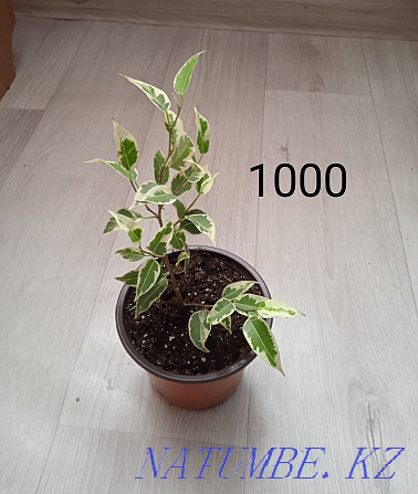 Комнатные растения Щучинск - изображение 6