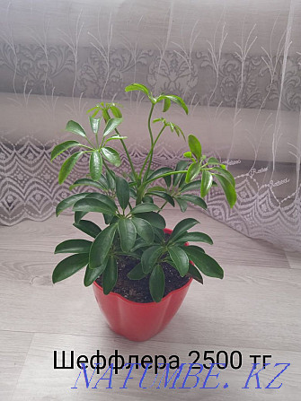 Комнатные растения Щучинск - изображение 5