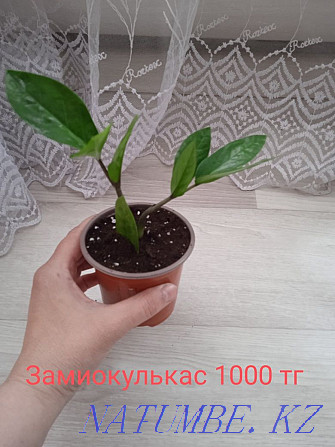 Комнатные растения Щучинск - изображение 7