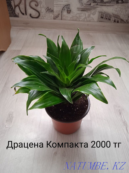 Houseplants Shchuchinsk - photo 1