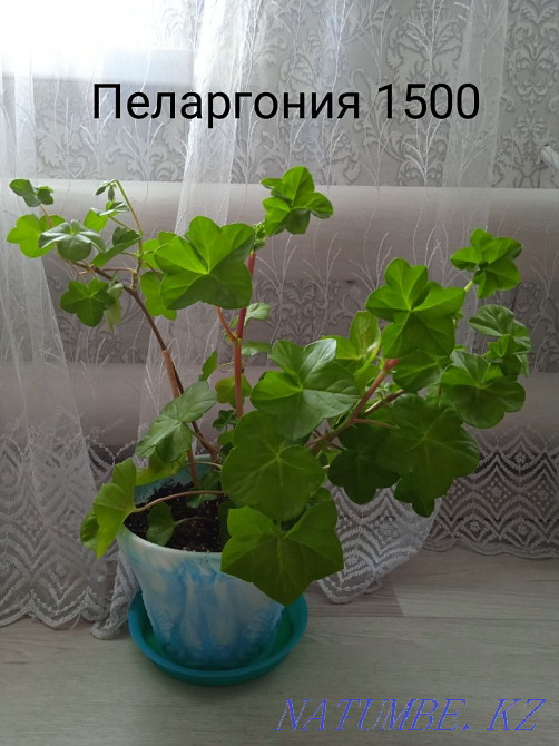 Houseplants Shchuchinsk - photo 3