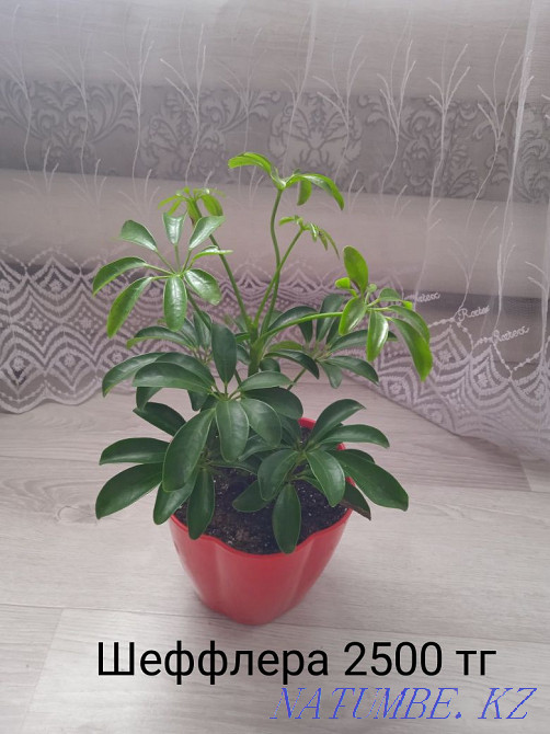 Houseplants Shchuchinsk - photo 5