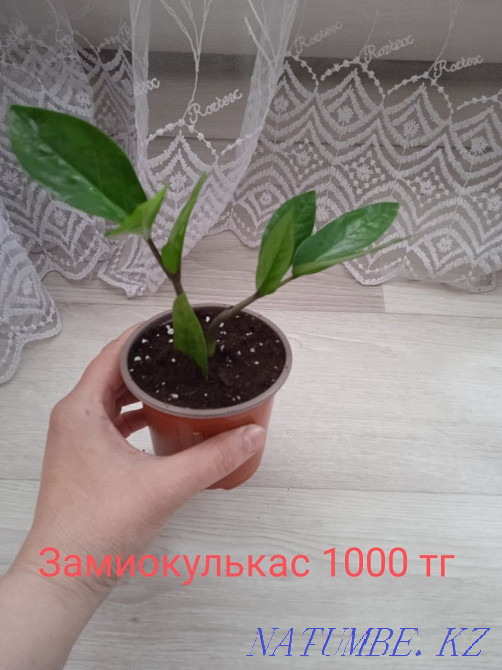Houseplants Shchuchinsk - photo 7
