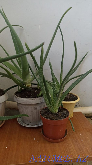 Алоэ Жанаозен Жанаозен - изображение 2