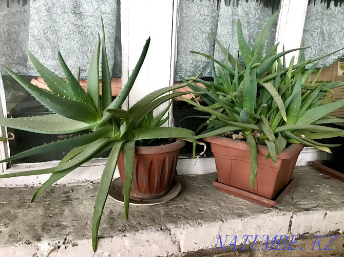 I sell aloe Karagandy - photo 1