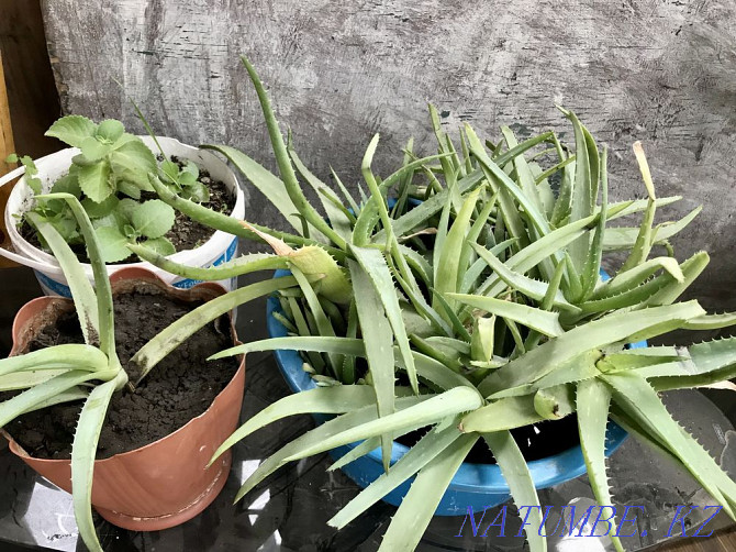 I sell aloe Karagandy - photo 2