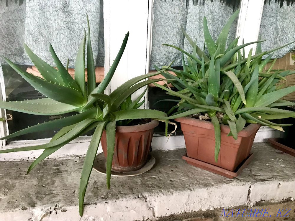 I sell aloe Karagandy - photo 1