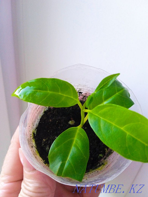 Clerodendrum Uganda Petropavlovsk - photo 2