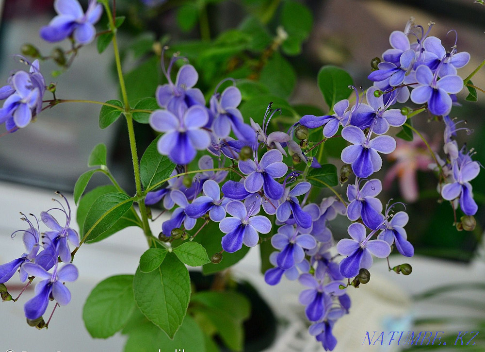Clerodendrum Uganda Petropavlovsk - photo 1