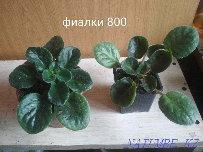 Sell indoor plants Oral - photo 3