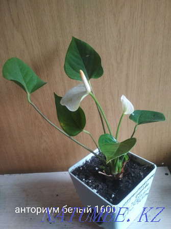 Sell indoor plants Oral - photo 1