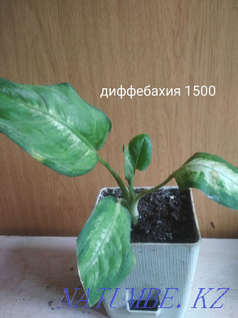 Sell indoor plants Oral - photo 8