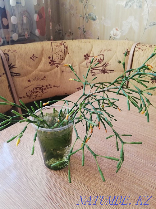 Sell ripsalis sprouts Ust-Kamenogorsk - photo 4