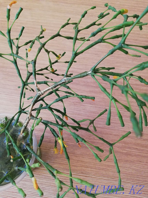 Sell ripsalis sprouts Ust-Kamenogorsk - photo 2