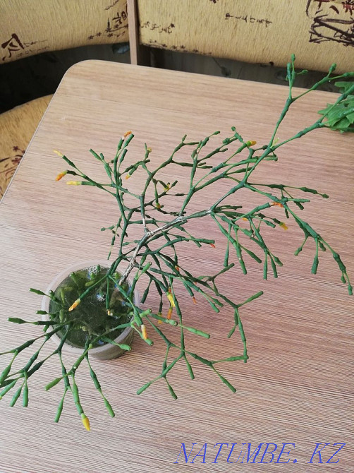 Sell ripsalis sprouts Ust-Kamenogorsk - photo 3