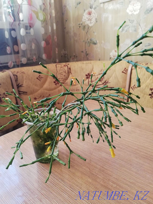 Sell ripsalis sprouts Ust-Kamenogorsk - photo 1