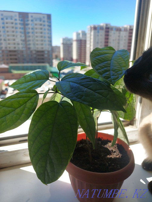 Продам отростки. Астана - изображение 2