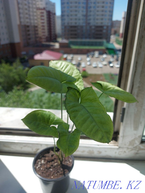 Продам отростки. Астана - изображение 5