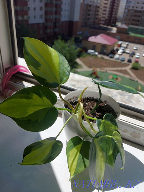 Продам отростки. Астана - изображение 4