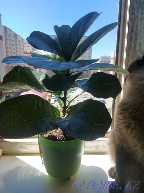 Продам отростки. Астана - изображение 1