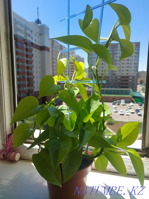 Продам отростки. Астана - изображение 3