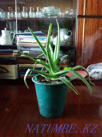 aloe vera medicinal plant Karagandy - photo 1