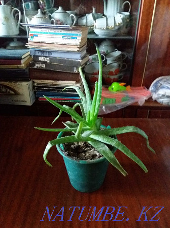 aloe vera medicinal plant Karagandy - photo 2