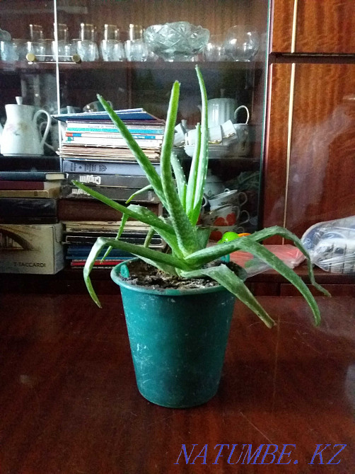 aloe vera medicinal plant Karagandy - photo 1