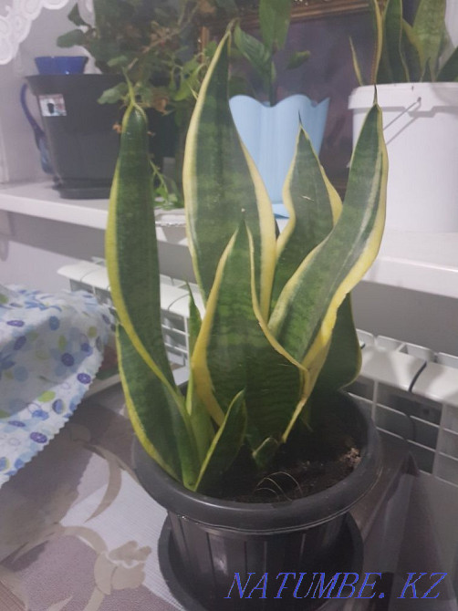 Sell indoor flowers  - photo 1