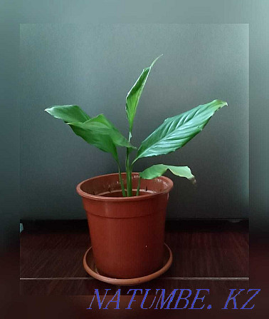 Spathiphyllum сатыңыз  Астана - изображение 2
