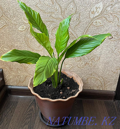 Sell Spathiphyllum Astana - photo 1
