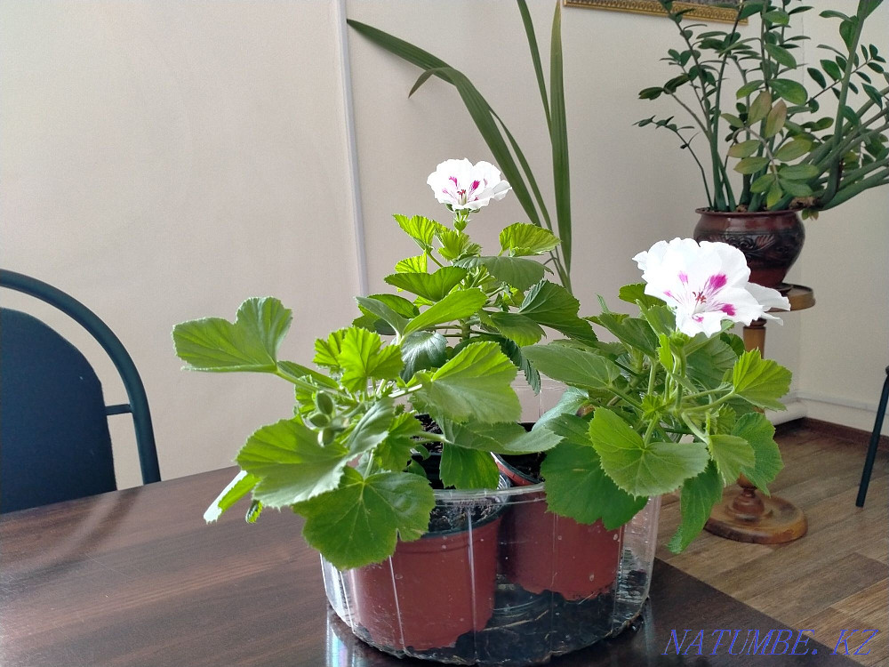 Sale of beautiful geraniums Karagandy - photo 3