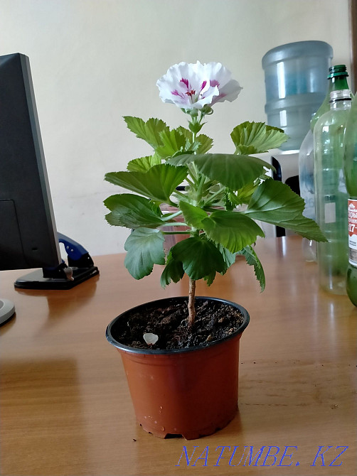 Sale of beautiful geraniums Karagandy - photo 1