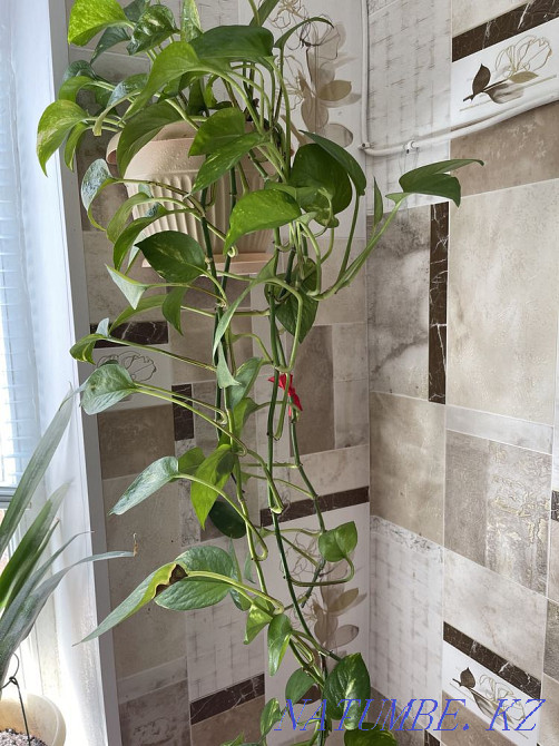 Комнатные цветы Жанаозен - изображение 4