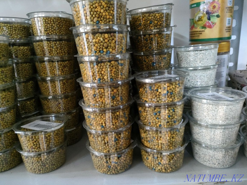 Transplanting indoor plants Astana - photo 5