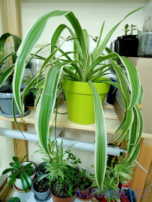Chlorophytum. Man's best friend. Astana - photo 1