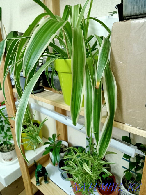 Chlorophytum. Man's best friend. Astana - photo 2