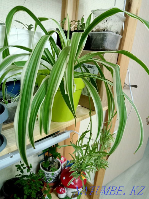 Chlorophytum. Man's best friend. Astana - photo 3