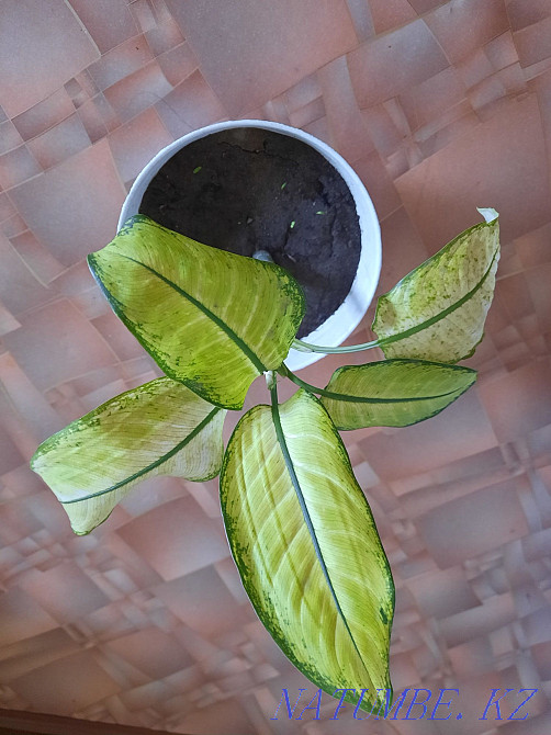 diefenbachia plant Semey - photo 1