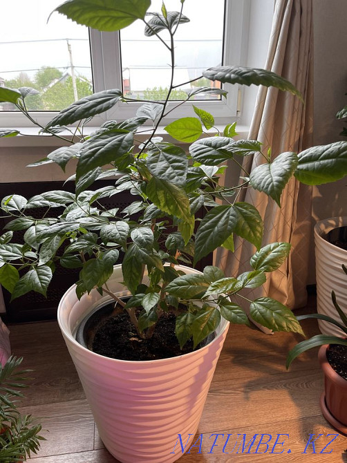 Chinese rose Almaty - photo 1