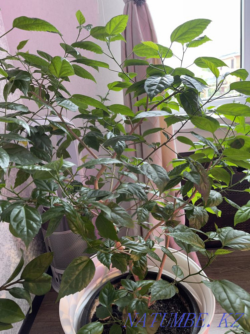 Chinese rose Almaty - photo 2