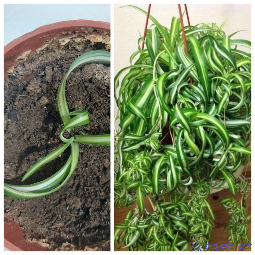 I will sell flowers from 500tg Astana - photo 7