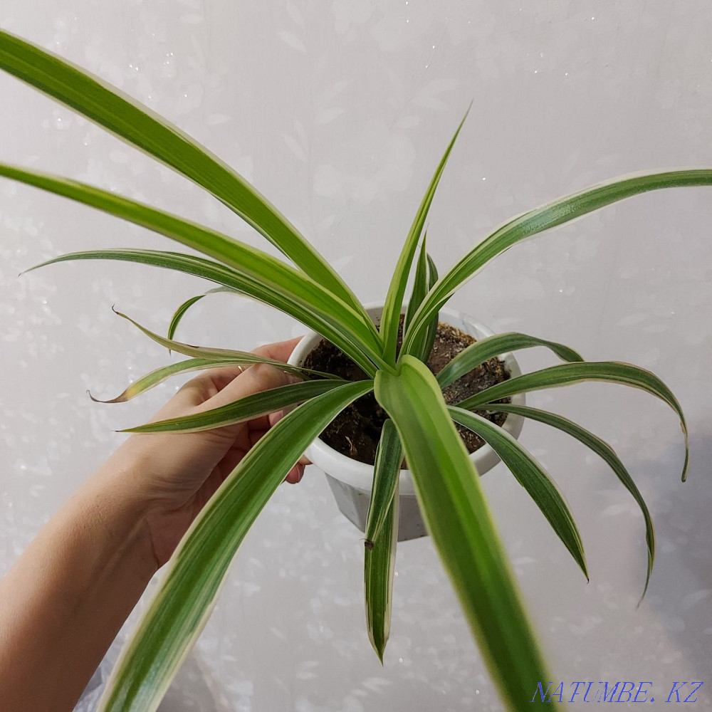 I will sell flowers from 500tg Astana - photo 2