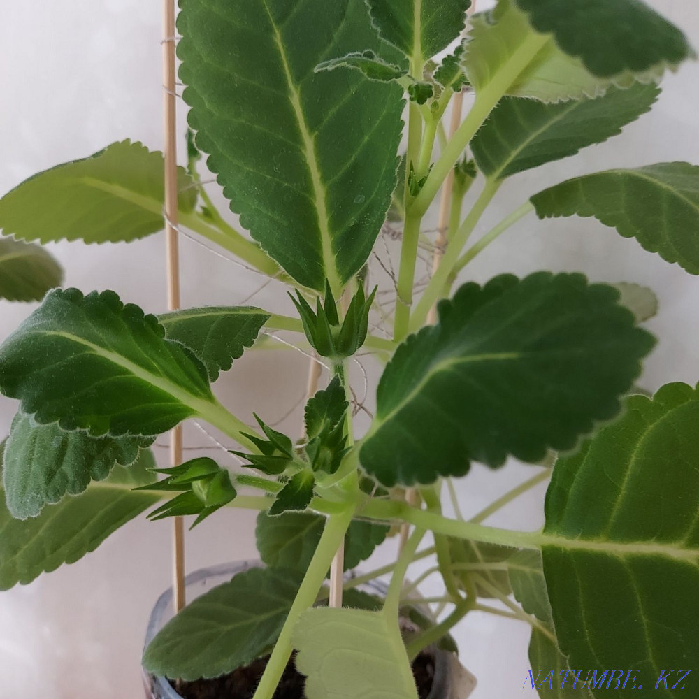 I will sell flowers from 500tg Astana - photo 6