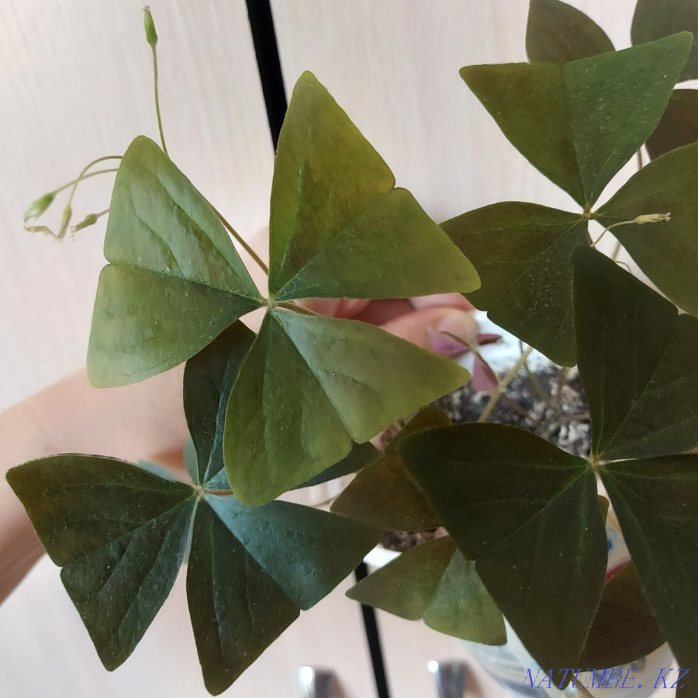 I will sell flowers from 500tg Astana - photo 8