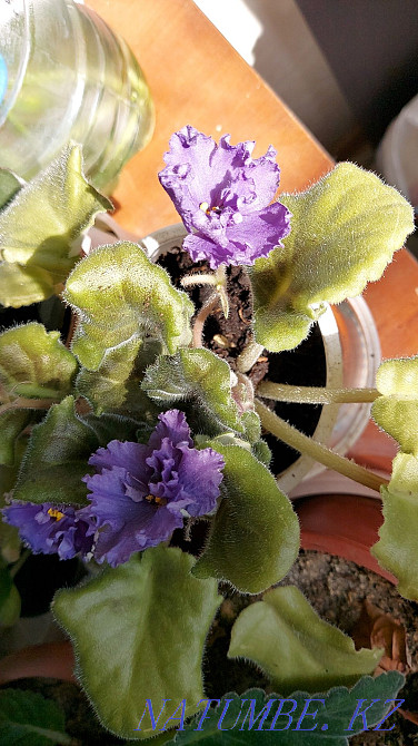 I will sell flowers from 500tg Astana - photo 5