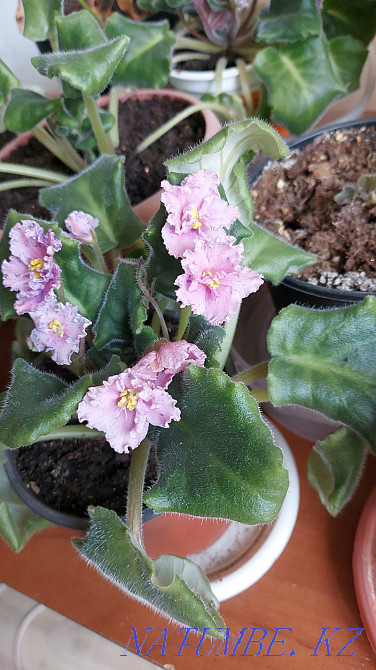 I will sell flowers from 500tg Astana - photo 3