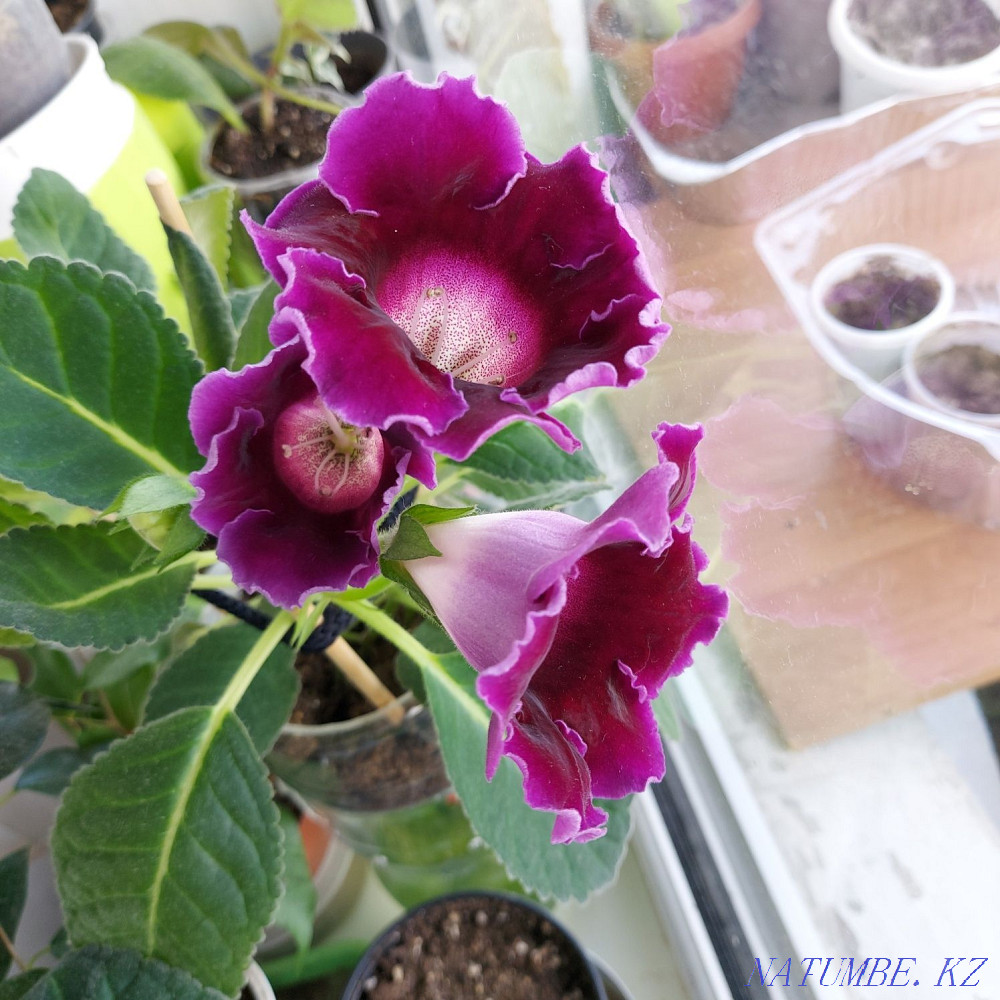 I will sell flowers from 500tg Astana - photo 1