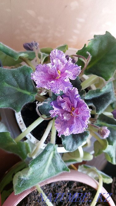 I will sell flowers from 500tg Astana - photo 4