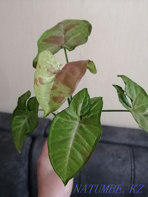 Sell syngonium confetti Kostanay - photo 2